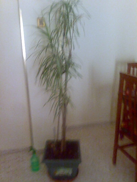 Dracena marginata que hacersi hemos regado mucho