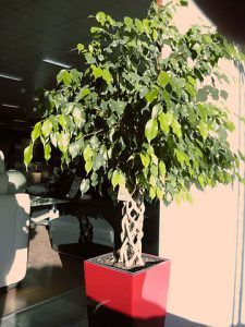 Como podar un ficus benjamina en maceta