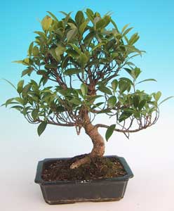 Como podar bonsai ficus benjamina