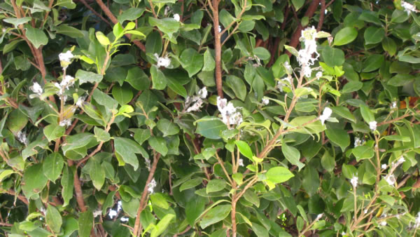 Porque le salen hojas amarillas al ficus benjamina
