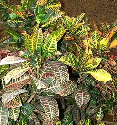Planta croton como regar
