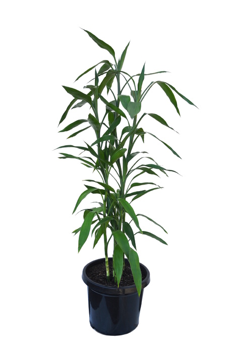 Dracena lucky bamboo