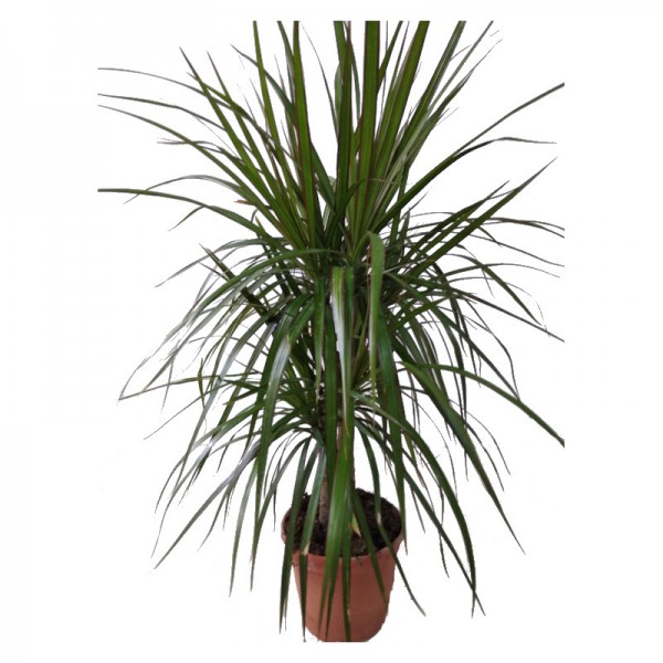 Comprar dracena roja