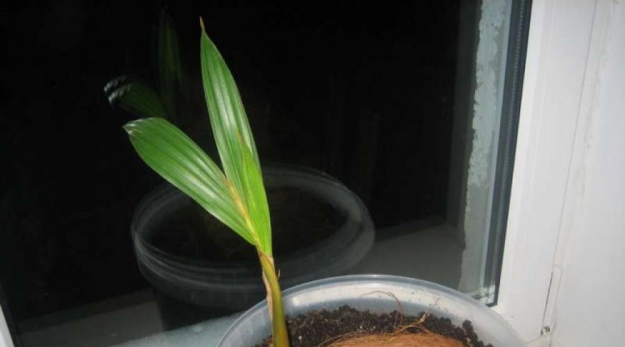 Como plantar un cocotero en casa