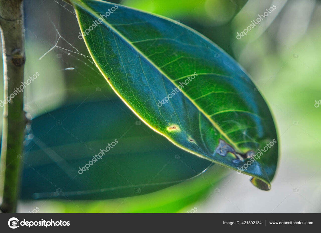Gotas hoja ficus benjamina