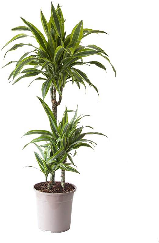 Dracena compacta lemon