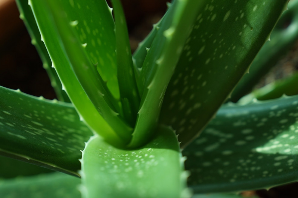 Hojas de aloe vera propiedades