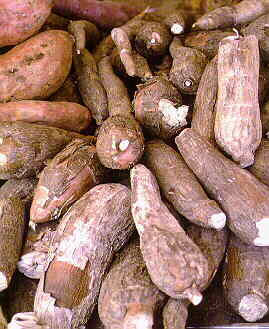 Tipos de yuca en el peru