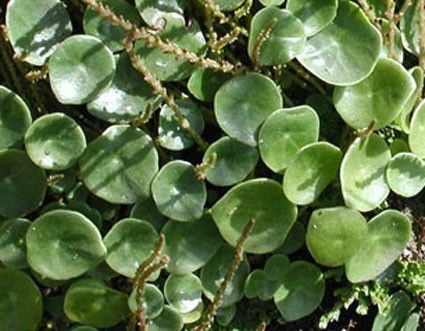 Peperomia cultivo agua