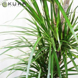 Cuidados dracena variada