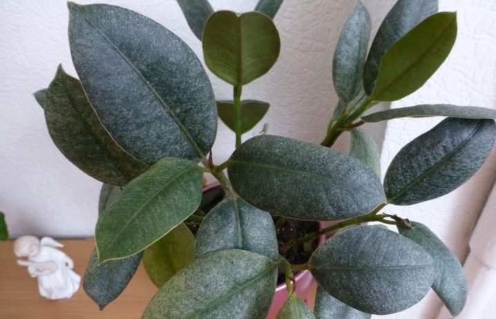 Fotos del ficus benjamina con hojas enfermas