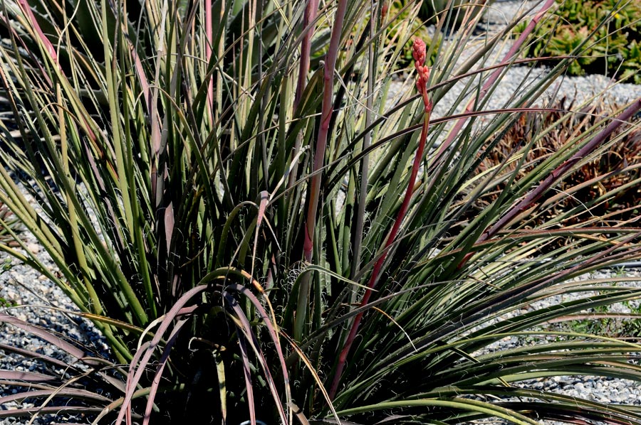 Planta yuca roja