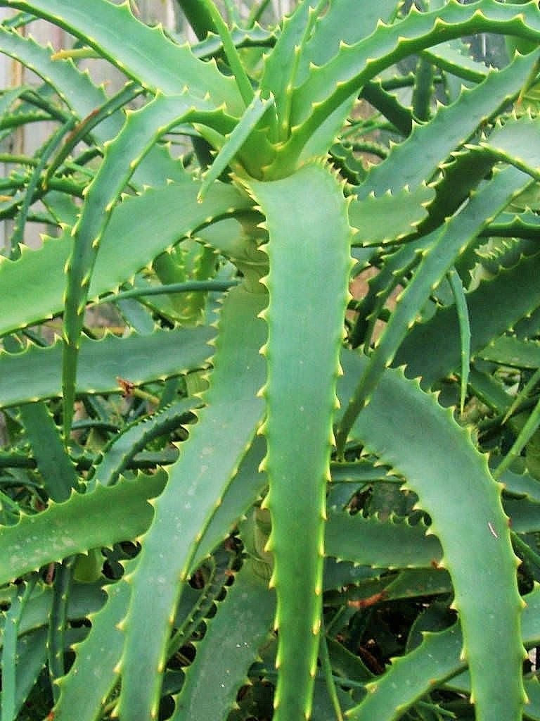 Aloe vera para enraizar esquejes