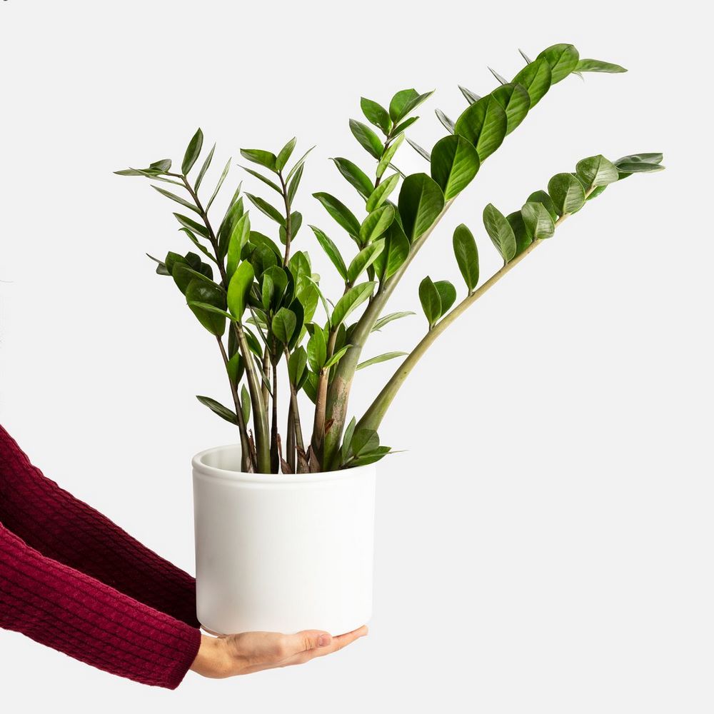 Planta zamioculca propiedades