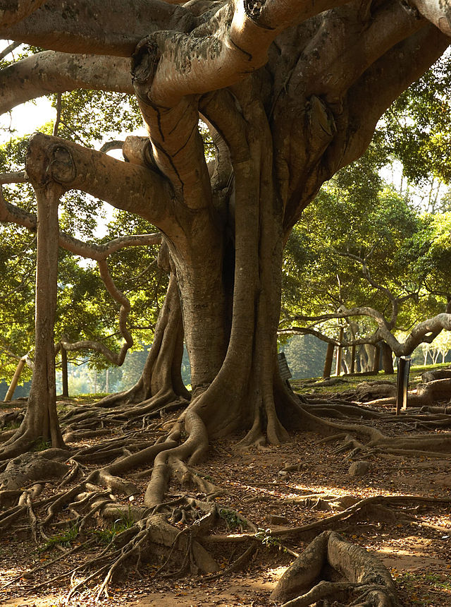Ficus benjamina rama en agua