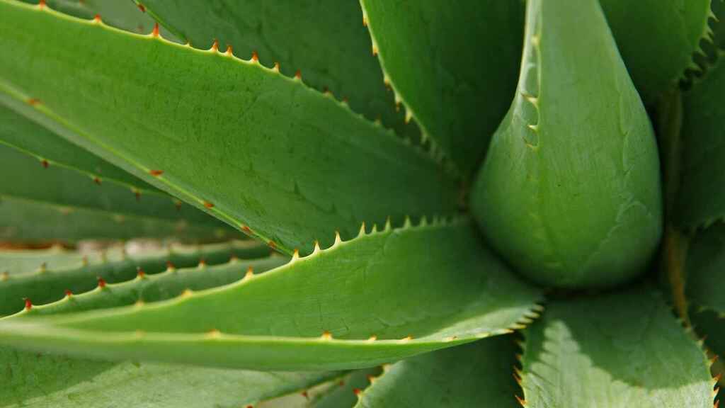 Quien compra aloe vera en españa