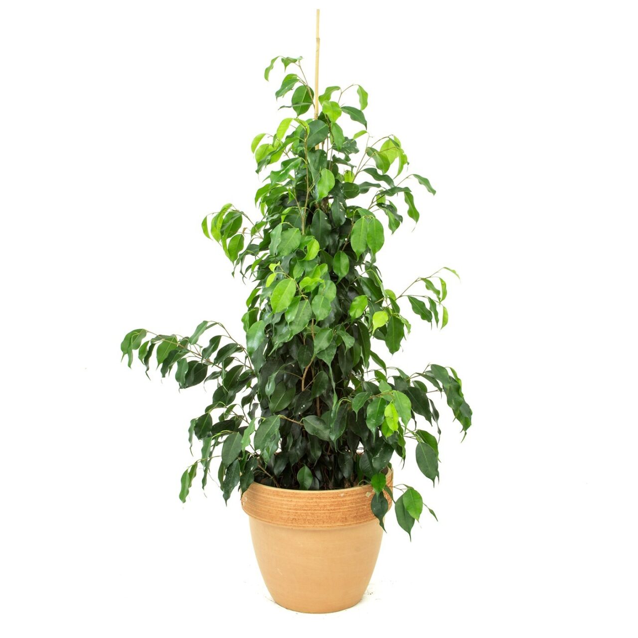 Ficus benjamina planta interior