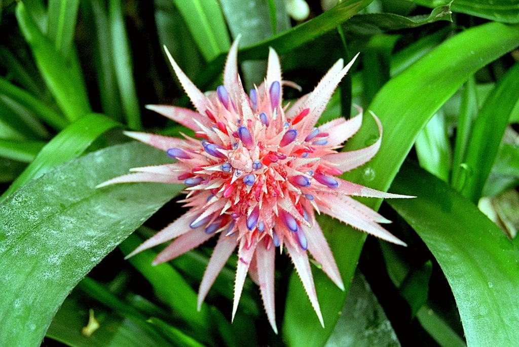 Cuidados de la bromelia en casa