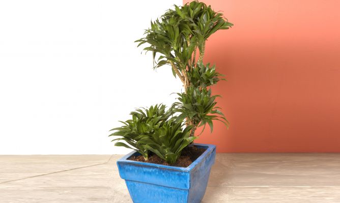 Maceta para dracena