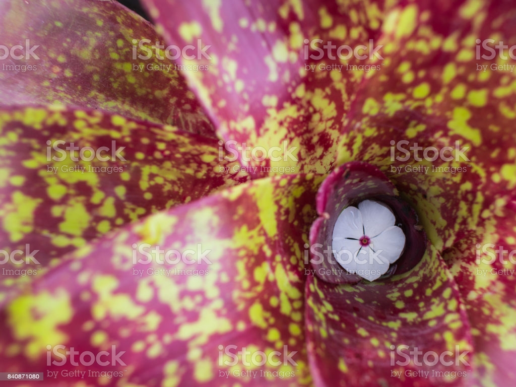 Bromelia flor blanca