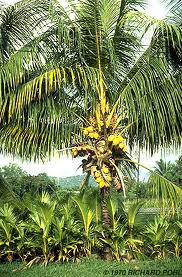 Palmera cocotero dactylifera