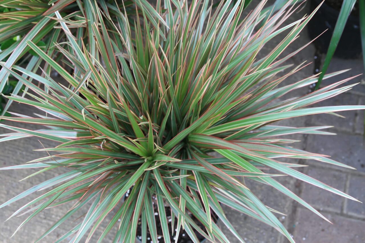 Araña roja dracena marginata