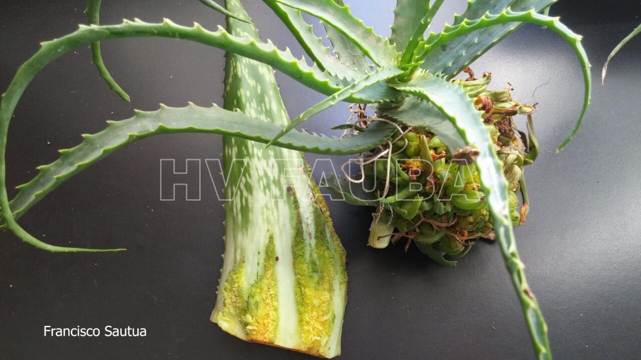 Aloe vera enferma fotos