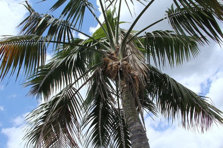 Como cuidar tronco cocotero