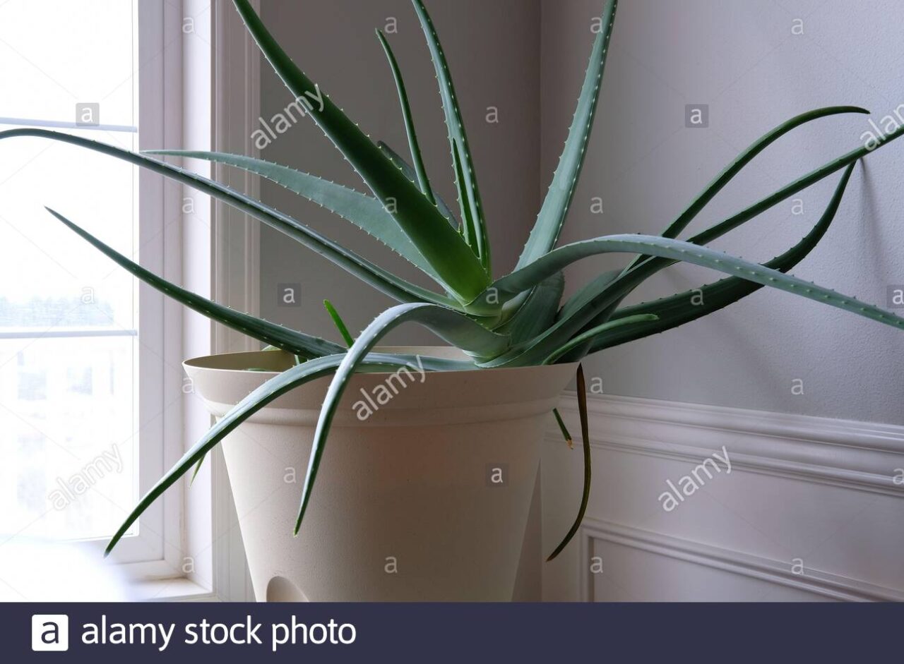 Aloe vera en el interior de casa