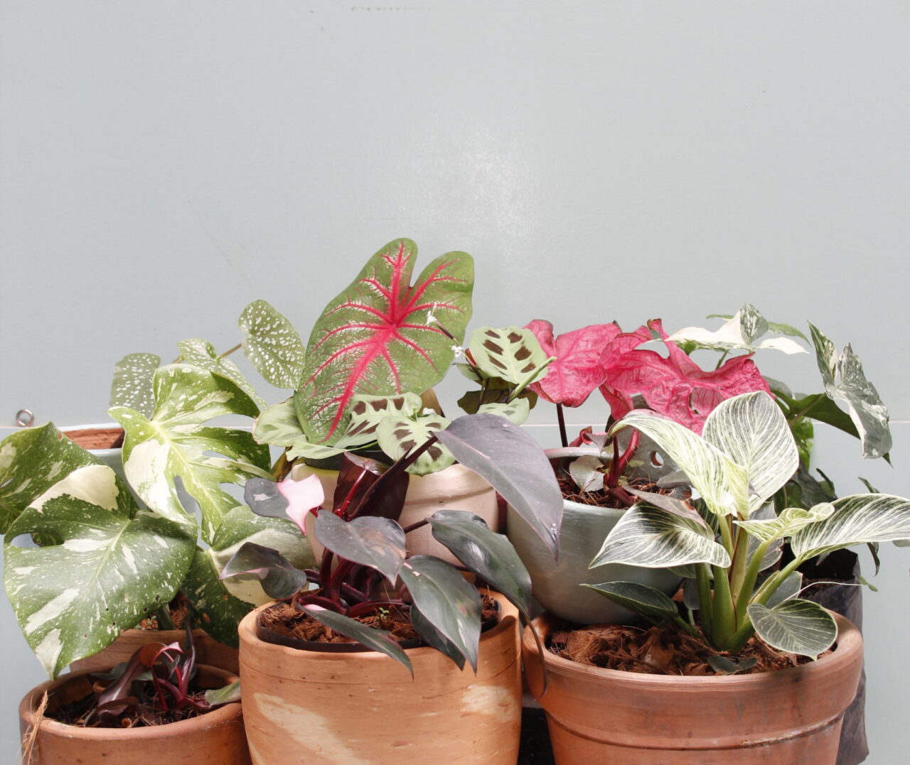 Comprar plantas online zamioculca alta