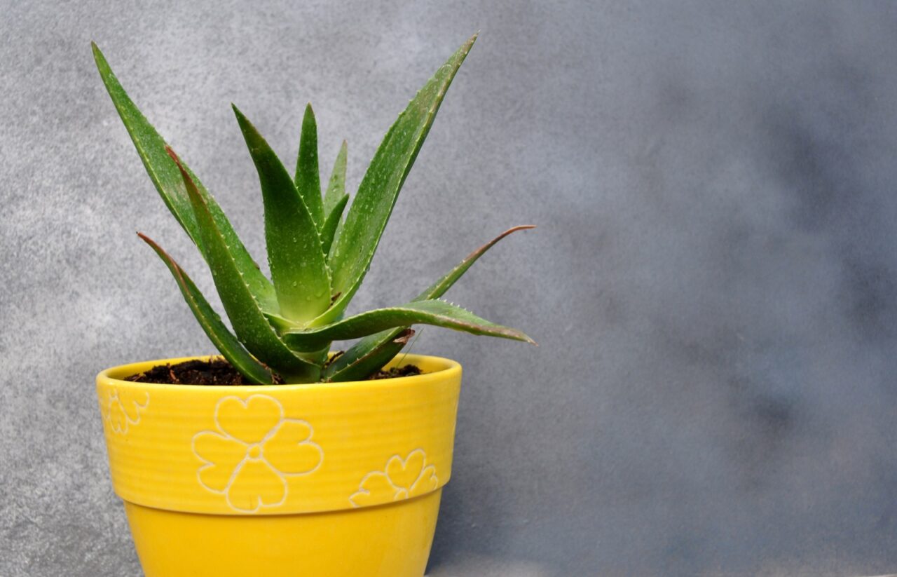 Aloe vera perros toxico
