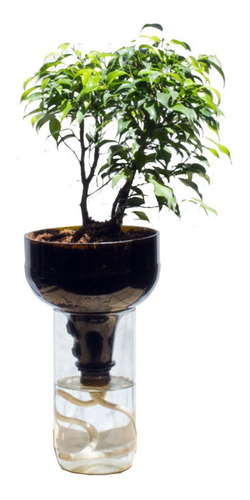 Ficus benjamina en maceta