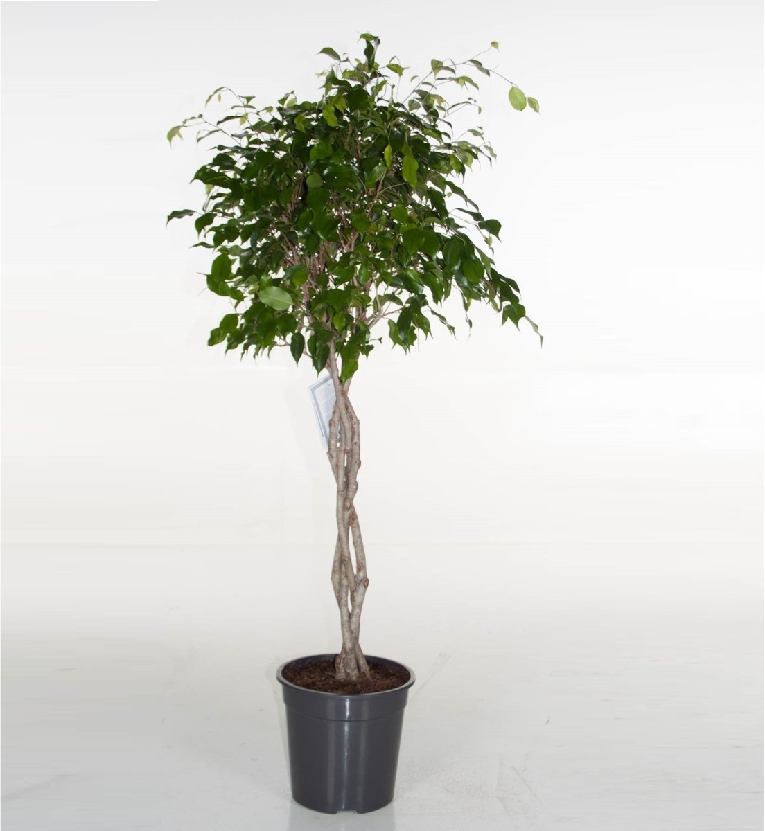 Ficus ficus benjamina