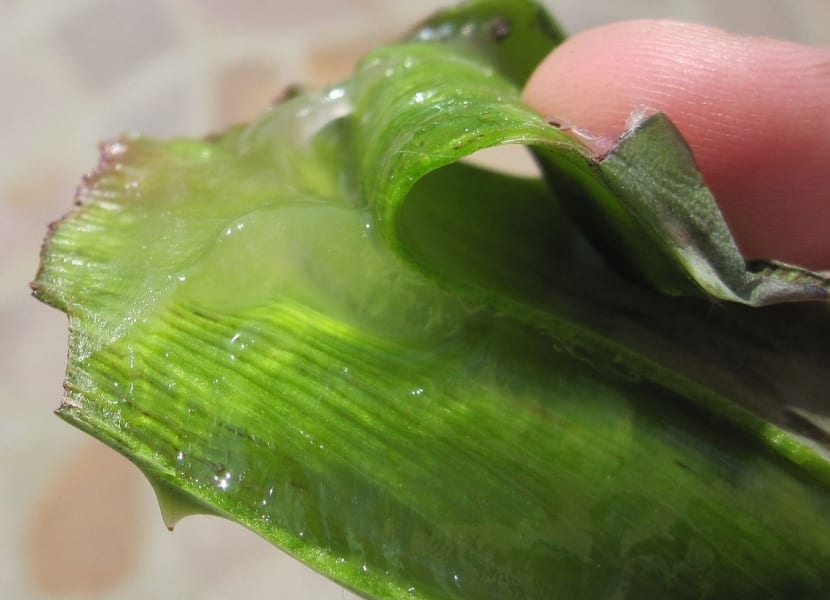Aloe vera para el cabello caspa