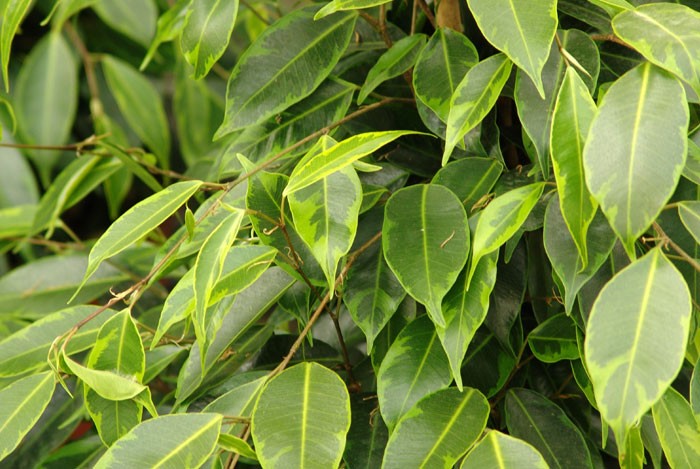 Ficus benjamina exterior tempersturas