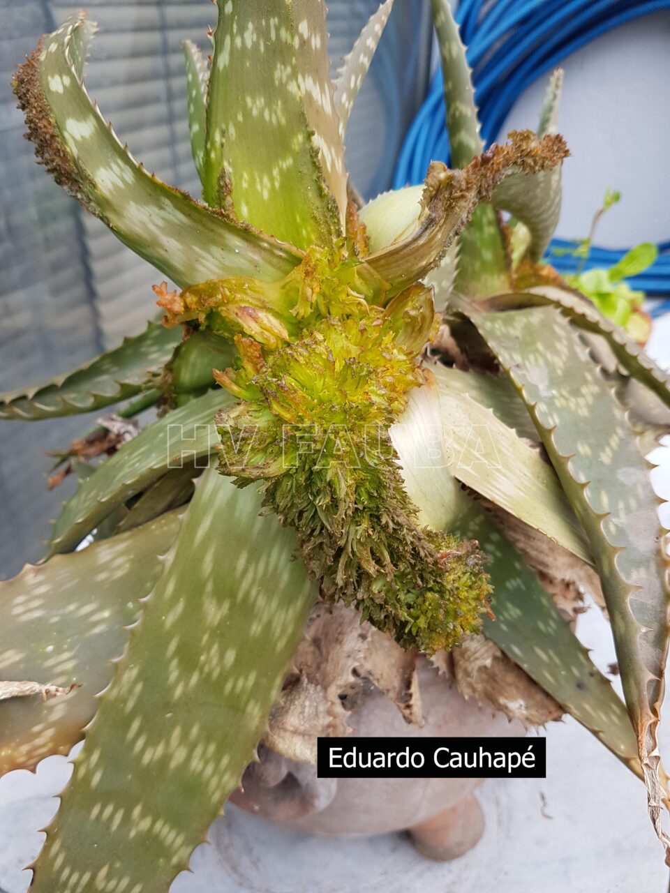 Enfermedades del aloe vera