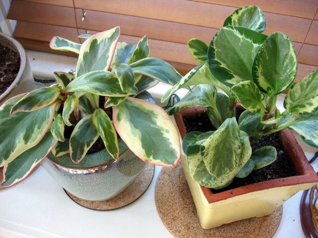 Peperomia costa rica