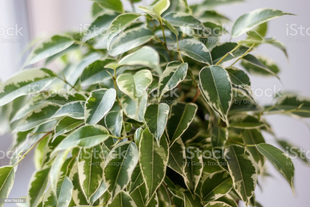 Ficus benjamina kinky