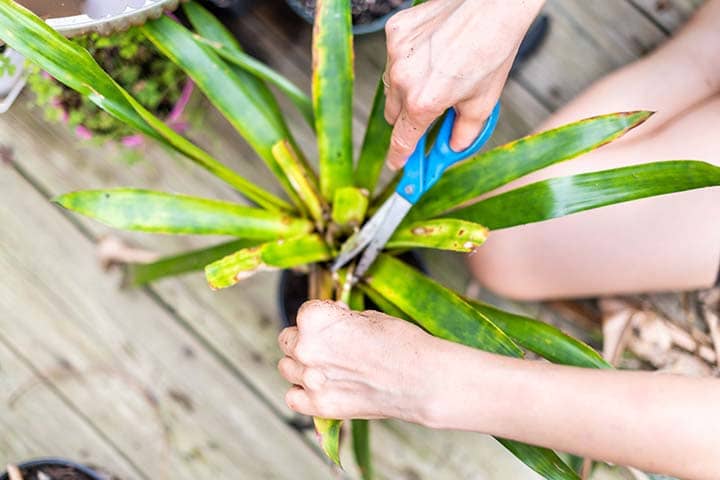 Dracena marginata enfermedad