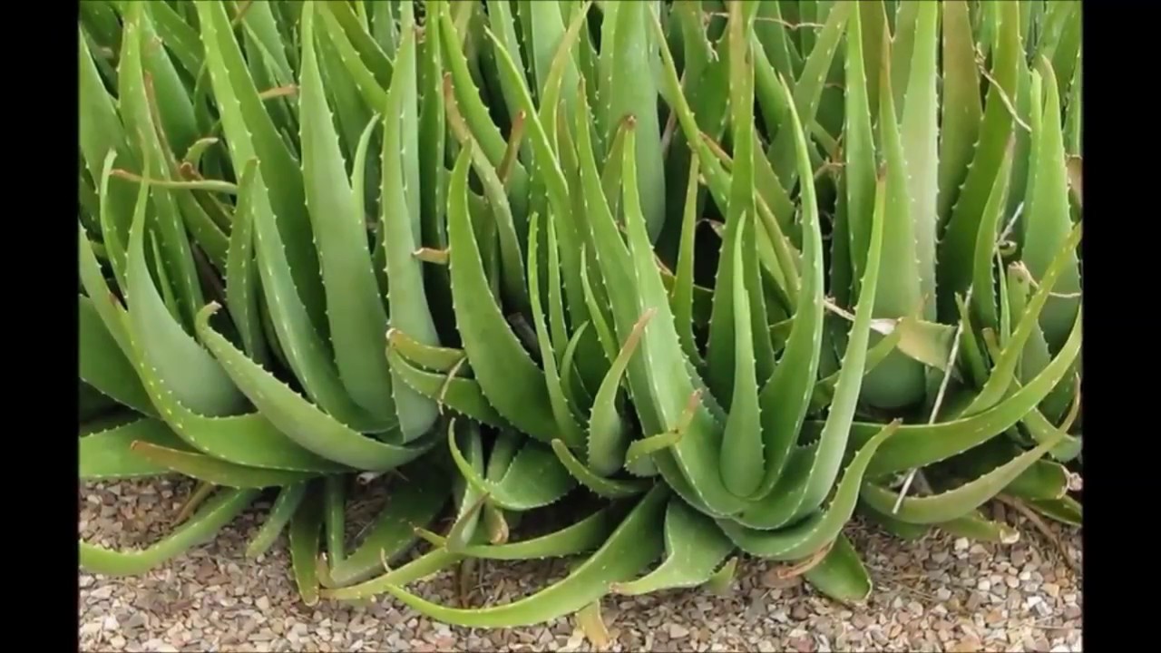 Como hacer infusion de aloe vera