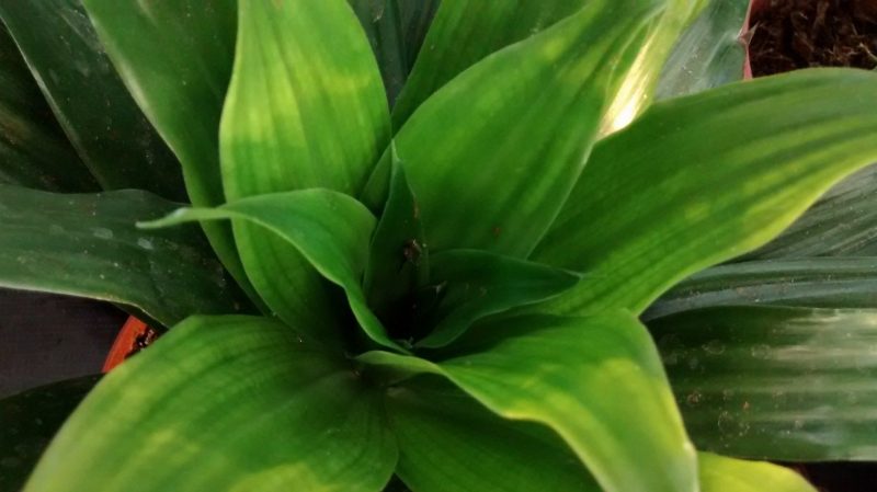 Dracena compacta significado
