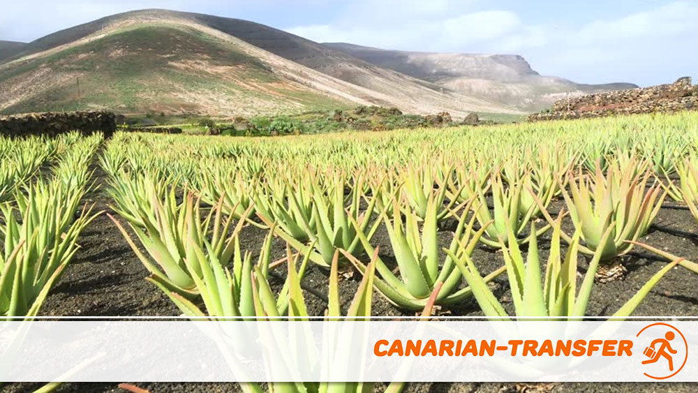 Plantacion aloe vera gran canaria