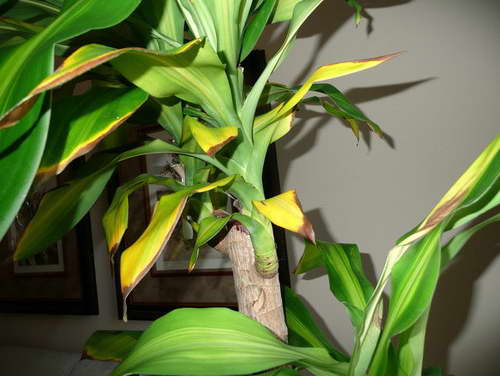 Dracena pierde muchas hojas