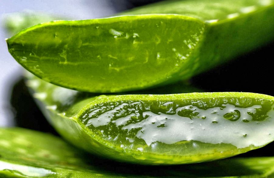 Aloe vera para el sol