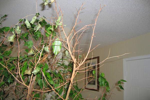 Cómo recuperar un ficus benjamina en mal estado