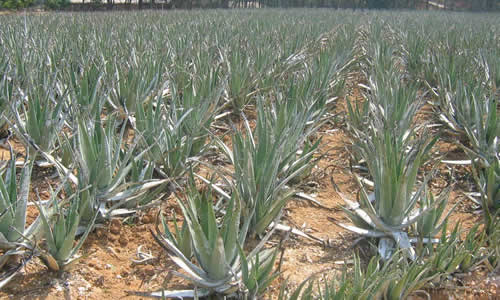 Aloe vera para escaras