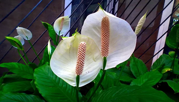 Espatifilo planta reproduccion