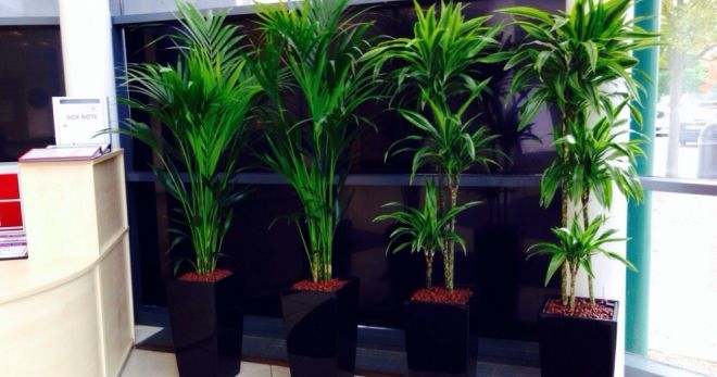 Raíces dracena marginata