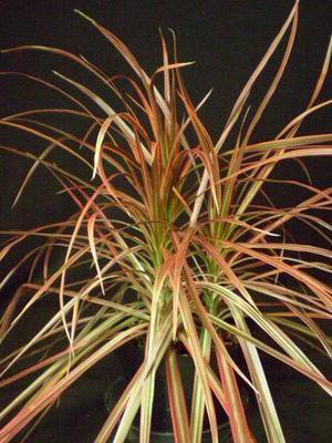 Dracena manchas negras hojas