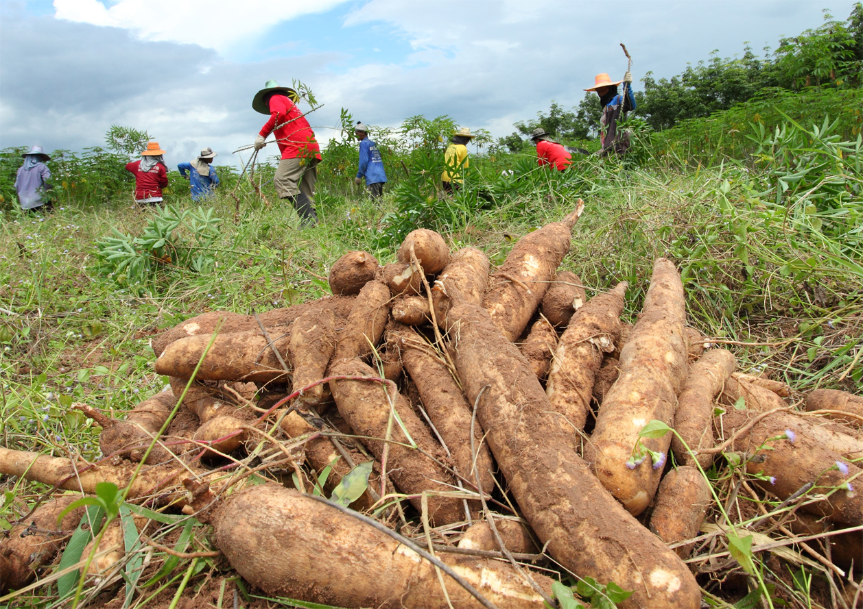 Origen de la yuca en venezuela